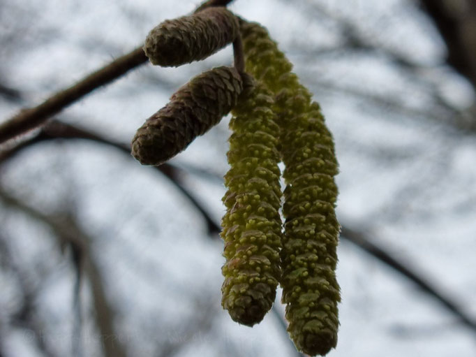 Foto by Nicole Heppert - Haselblüte Vorfrühling