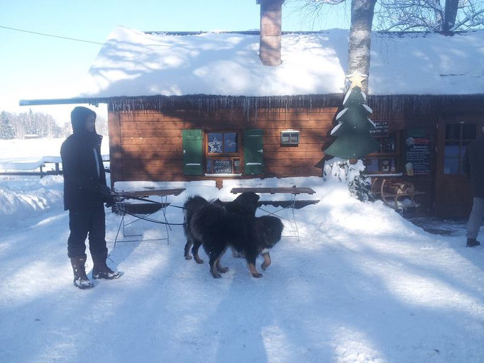 Hund & urlaub ihr hundefreundliches ferienhaus in bayern