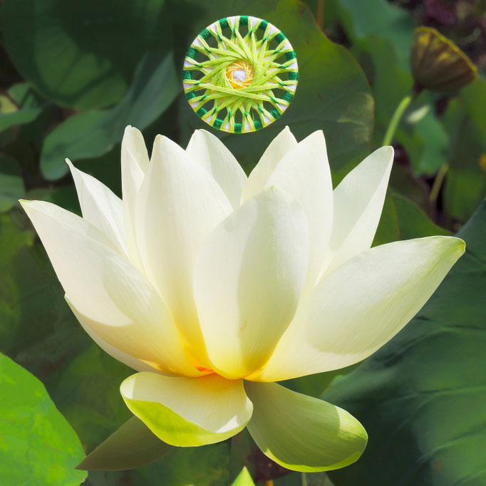 Immergrün Zwirnknöpfe Buddhas Lächeln