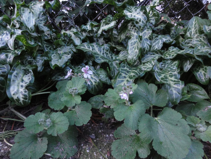 Arum italicum 'Pictum' met Erodium