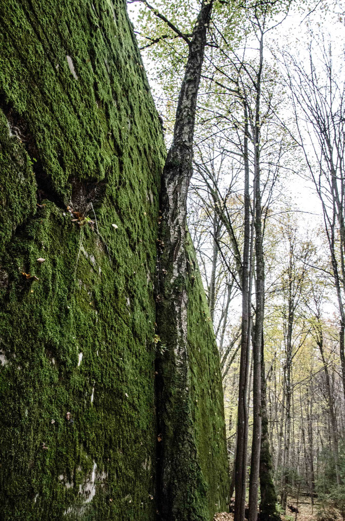 Nowadays the nature got lots of the area back. 