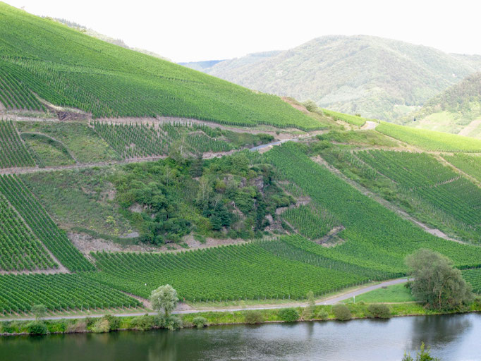 Briedeler Weißerberg von Briedel aus gesehen