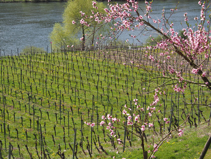 Briedeler Weißerberg im Frühjahr