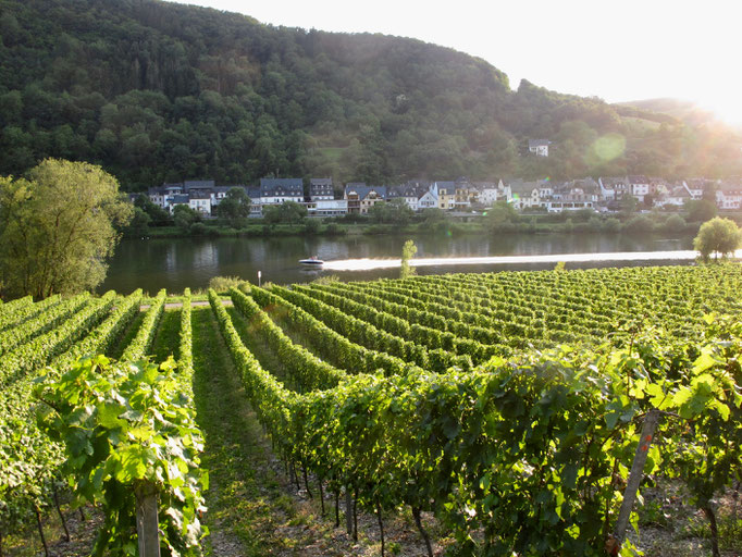 Briedeler Weißerberg im Sommer