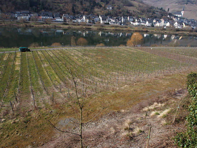 Briedeler Weißerberg im Winter