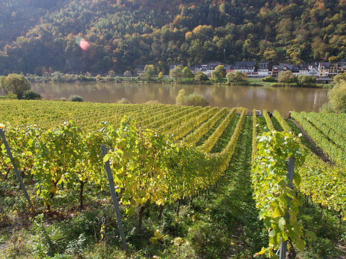 Briedeler Weißerberg im Herbst