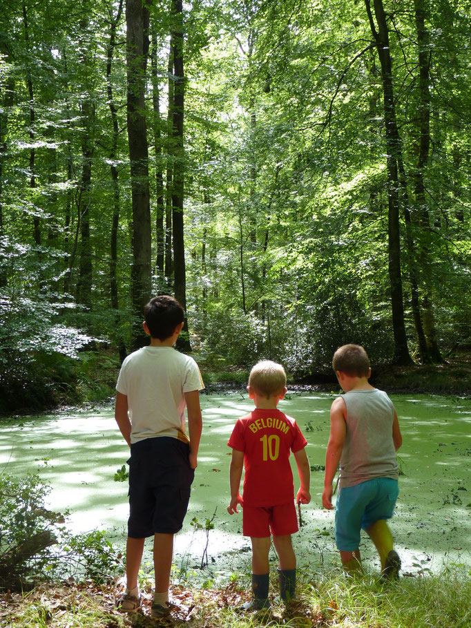 Promenade en forêt de Bercé
