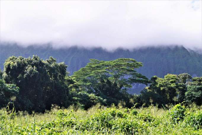 Oahu