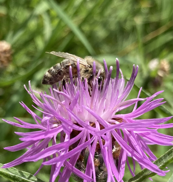 Wiesenflockenblume