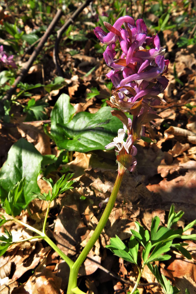 Hohl-Lerchenspron (Corydalis cava) |  Familie: Mohngewächse | giftig!!!