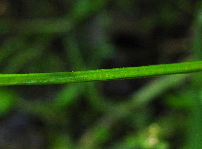 Sumpf-Labkraut (Galium palustre agg.)