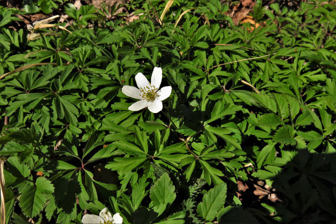 Busch-Windröschen (Anemone nemorosa) | Familie: Hahnenfußgewächse | giftig!!!