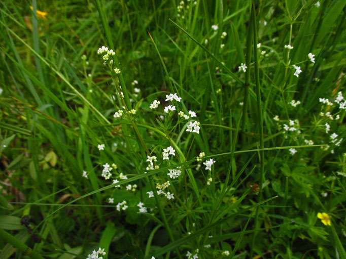 Moor-Labkraut (Galium uliginosum)