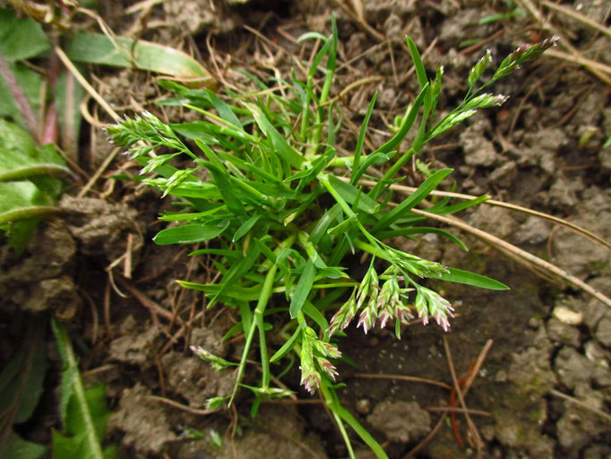 Einjähriges Rispengras (Poa annua)