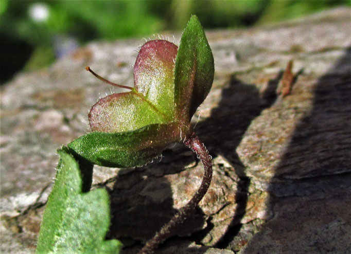 Persien-Ehrenpreis (Veronica persica) | Wegerichgewächse (Plantaginaceae)