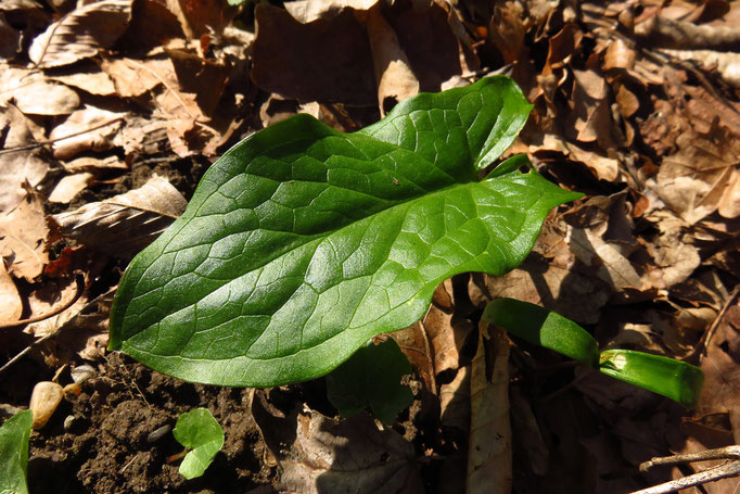 Flecken-Aronstab (Arum maculatum) | Fam. Aronstabgewächse | teilweise geschützt | giftig!!!