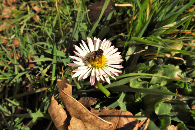 Gänseblümchen (Bellis perennis) | Korbblütler (Asteraceae) 