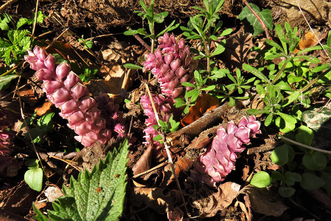 Schuppenwurz (Lathraea squamaria) | Sommerwurzgewächse 