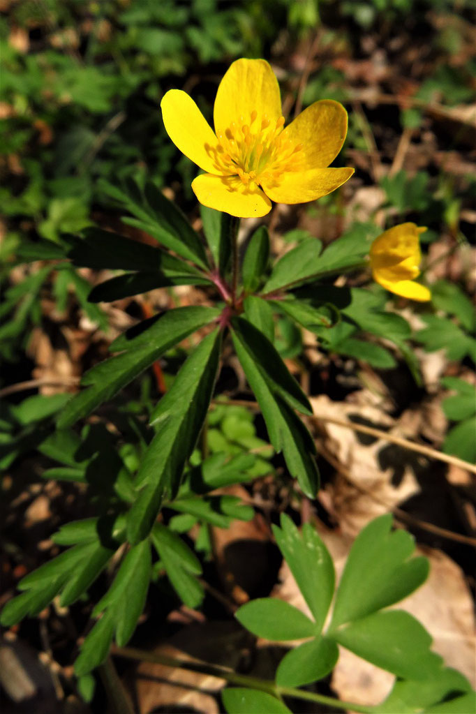 Gelb-Windröschen (Anemone ranunculoides) | Familie: Hahnenfußgewächse | giftig!!!