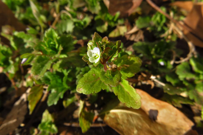 Acker-Ehrenpreis (Veronica agrestis) | Wegerichgewächse (Plantaginaceae)