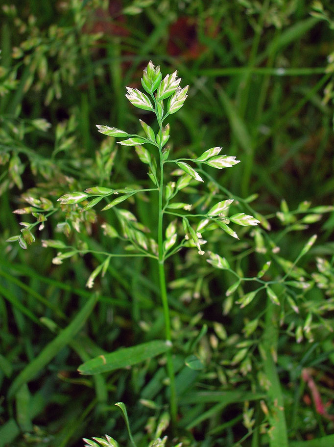 Einjähriges Rispengras (Poa annua)