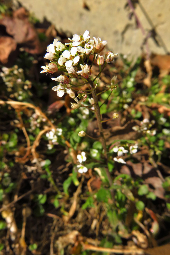 Gewöhnliches Hirtentäschel (Capsella bursa-pastoris) | Kreuzblütler (Brassicaceae)