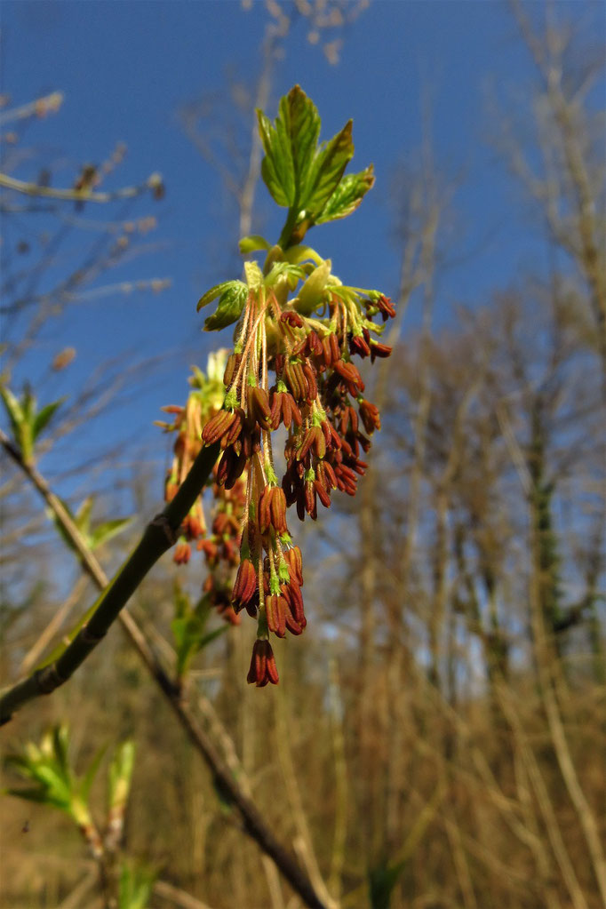 Eschen-Ahorn (Acer negundo) | Familie: Seifenbaumgewächse | männliche Blüten