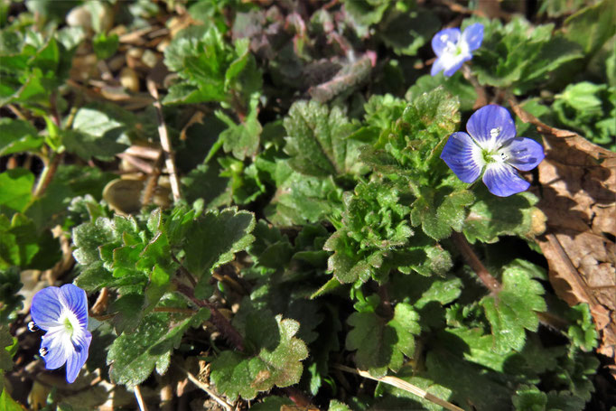 Persien-Ehrenpreis (Veronica persica) | Wegerichgewächse (Plantaginaceae)