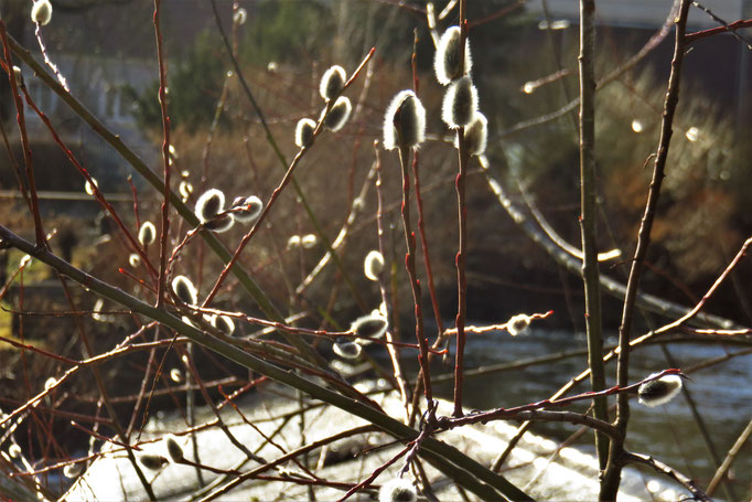 Purpur-Weide (Salix purpurea) | Weidengewächse (Salicaceae)