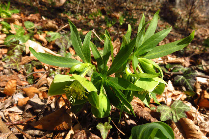 Grüne Nieswurz (Helleborus viridis) | Hahnenfussgewächse (Ranunculaceae) | giftig! | teilweise geschützt