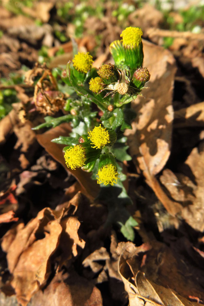 Gewöhnliches Greiskraut (Senecio vulgaris) | Korbblütler (Asteraceae) 