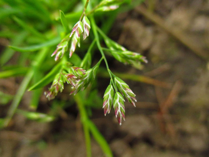 Einjähriges Rispengras (Poa annua)