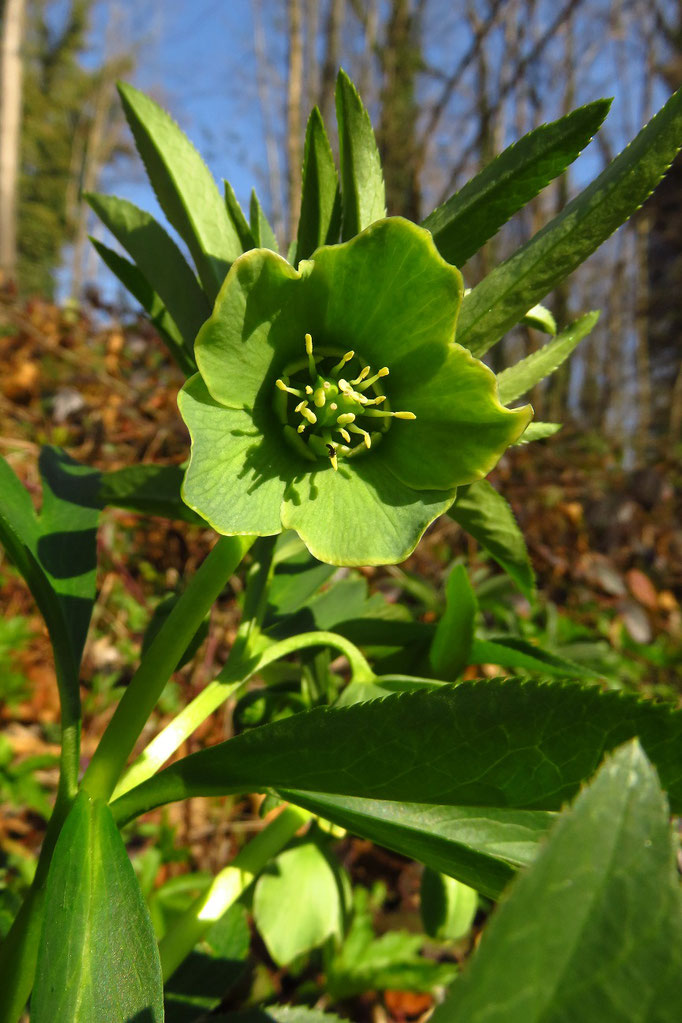 Hecken-Nieswurz (Helleborus dumentorum) | Familie: Hahnenfußgewächse | giftig!!!