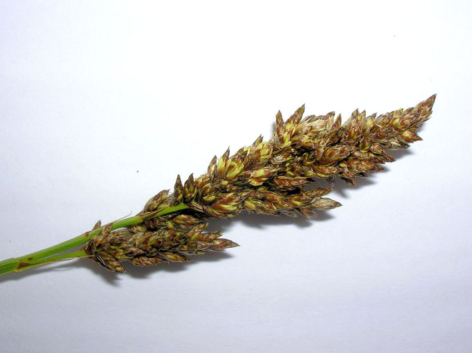 Rispen-Segge (Carex paniculata)