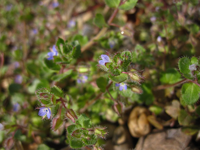 Efeu-Ehrenpreis (Veronica hederifolia) | Wegerichgewächse (Plantaginaceae)