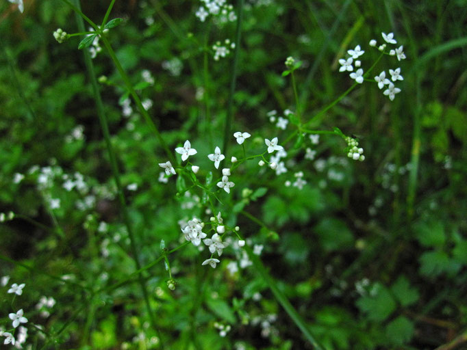 Sumpf-Labkraut (Galium palustre agg.)