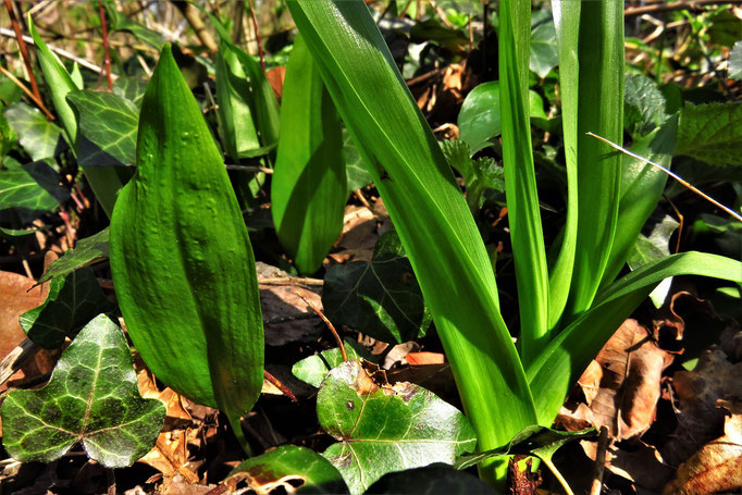 Bär-Lauch (Allium ursinum <- links) | Herbstzeitlose (Colchicum autumnale ->rechts, giftig!!!) 