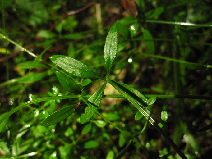 Sumpf-Labkraut (Galium palustre agg.)