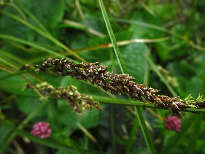 Rispen-Segge (Carex paniculata)