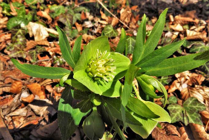 Grüne Nieswurz (Helleborus viridis) | Hahnenfussgewächse (Ranunculaceae) | giftig! | teilweise geschützt