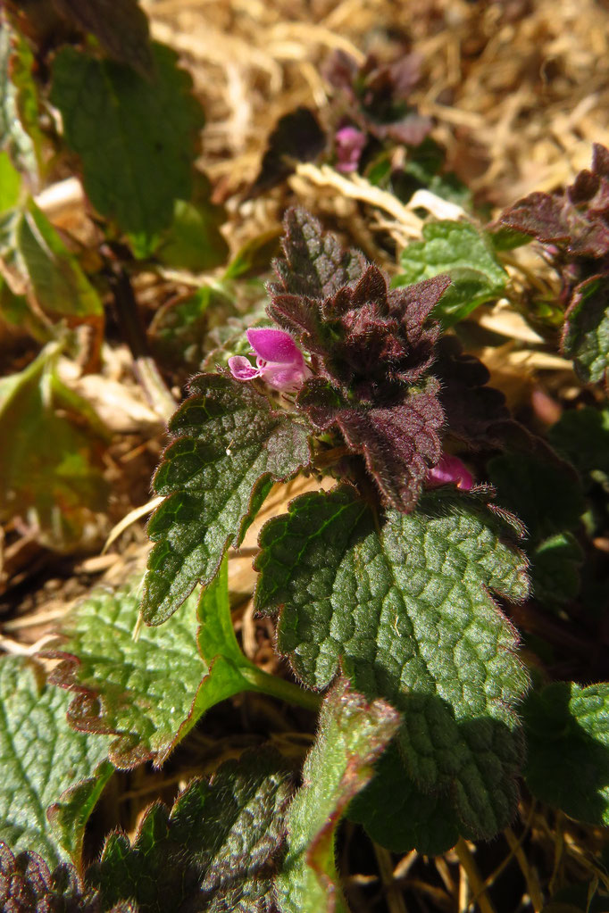 Purpur-Taubnessel (Lamium purpureum) | Lippenblütler (Lamiaceae)