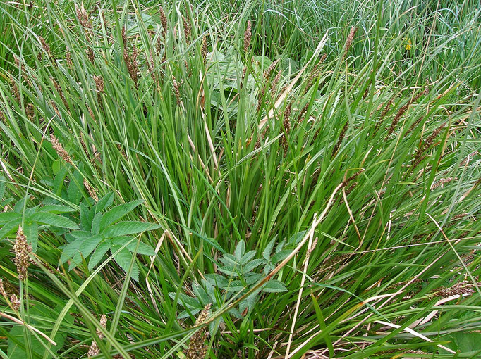 Rispen-Segge (Carex paniculata)