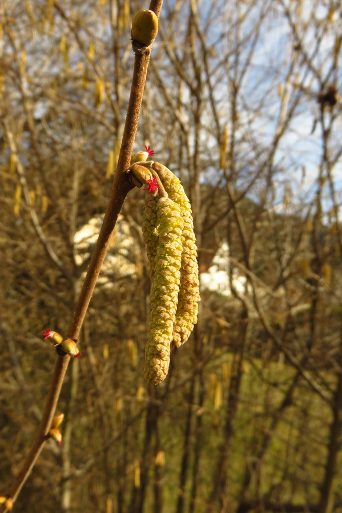 Gewöhnliche Hasel (Corylus avellana) | Birkengewächse (Betulaceae)