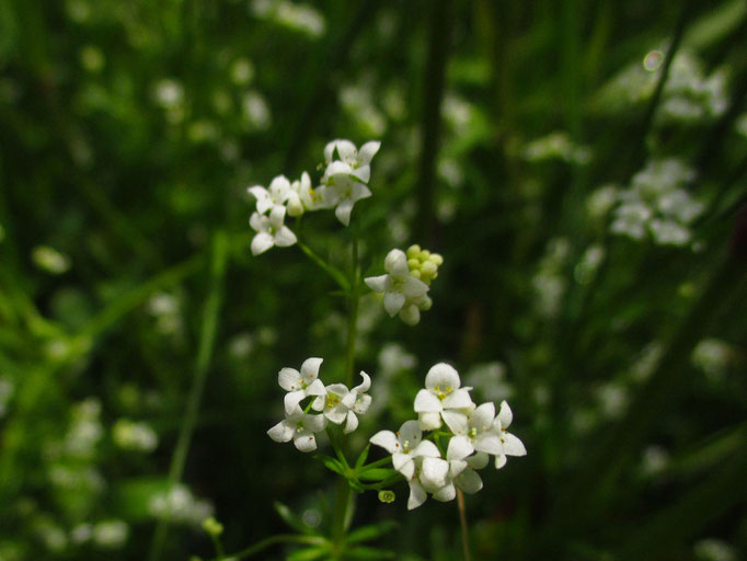 Moor-Labkraut (Galium uliginosum)