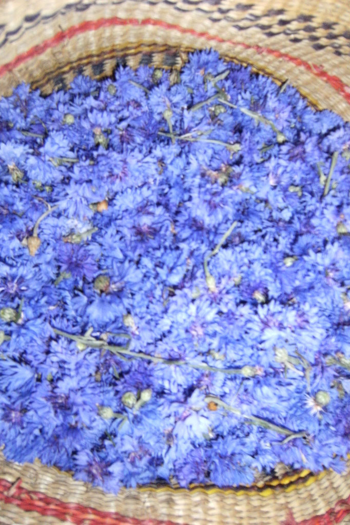bleuet