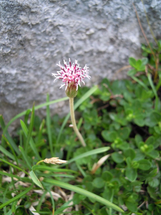 Filziger Alpenlattich - Tussilago alpina, bei Husten und Halsweh