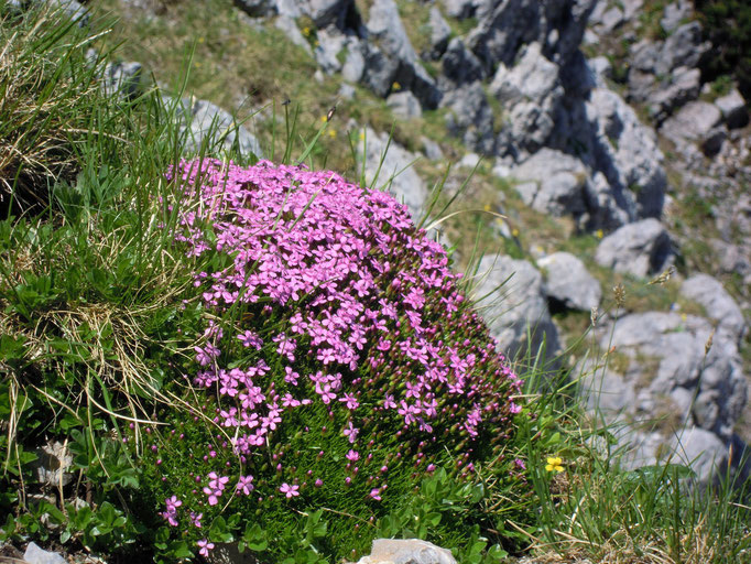 Stängelloses Leimkraut - Silene acaulis