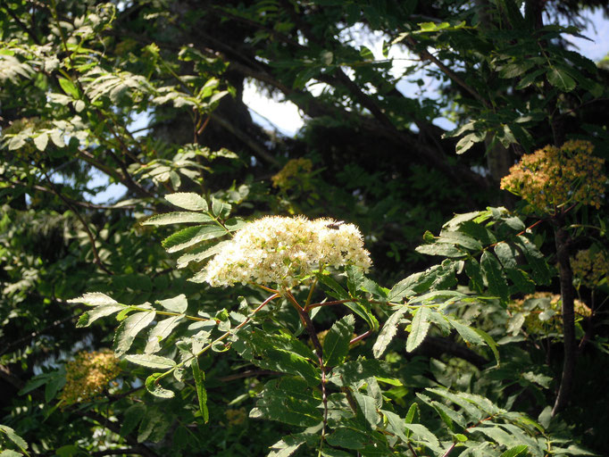 Eberesche in Blüte - Sorbus aucuparia, auch Vogelbeere genannt