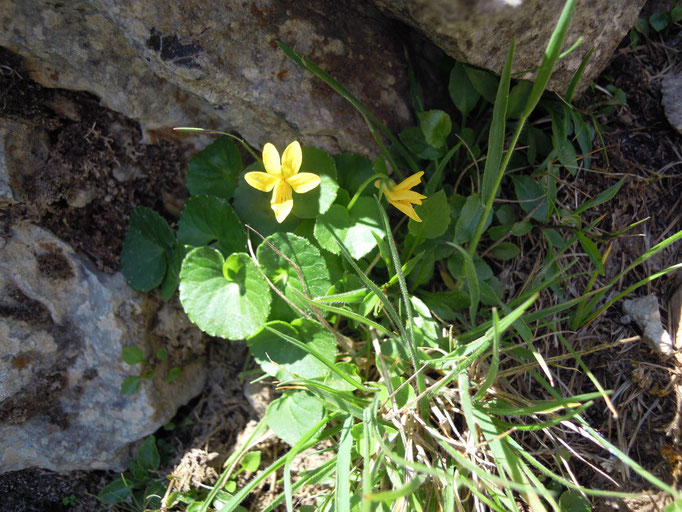 Bergveilchen - Viola biflora