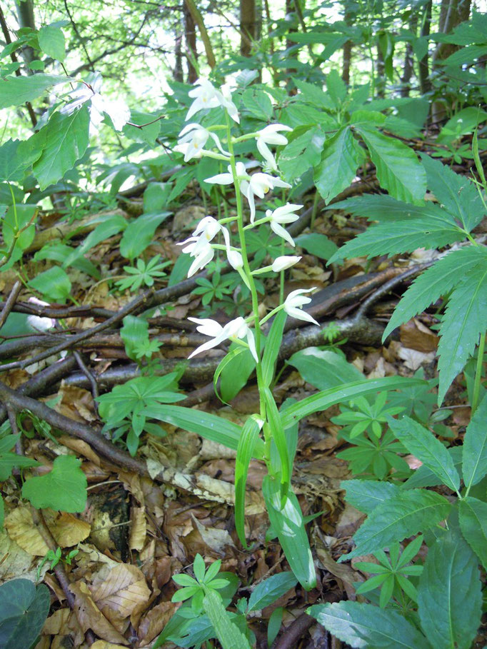 Weißes Waldvögelein - Cephalanthera damasonium, Heimische Orchideenart